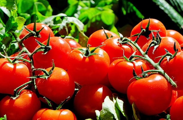 Le dice no México a EU sobre condiciones para exportar tomates
