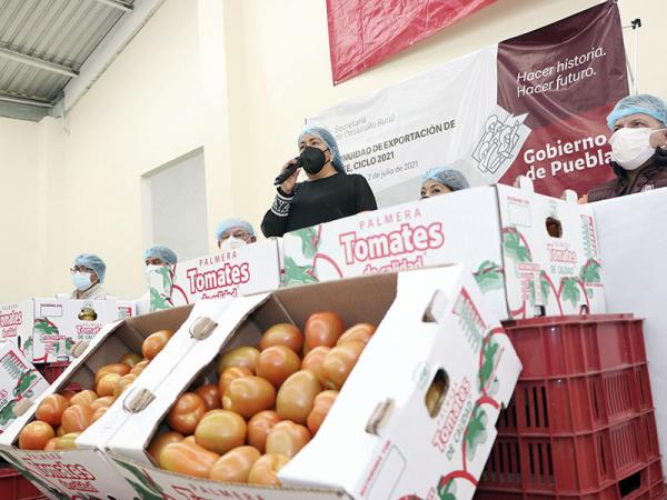 Alcanza tomate poblano mil toneladas exportadas a EEUU