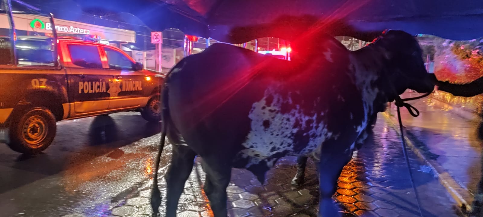 En el centro localizan toro robado durante la feria de Tlacotepec