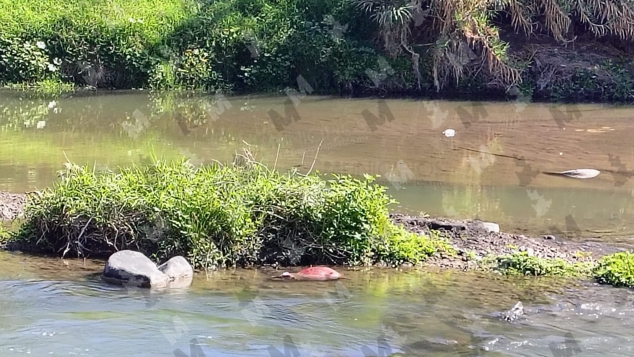 Hallan torso del cuerpo desmembrado hoy en Chiautla de Tapia