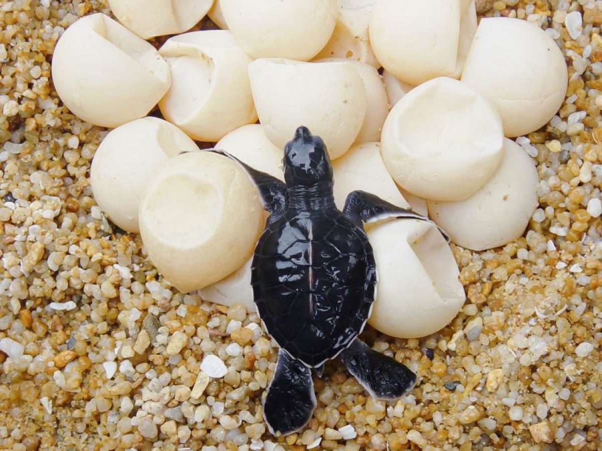 Por confinamiento tortugas rompen récord en desoves en Cozumel