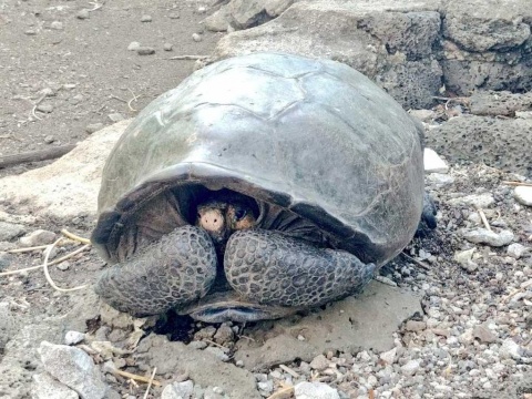Encuentran tortuga que se creía extinta hace 100 años