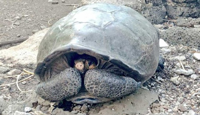 Encuentran tortuga que se creía extinta hace 100 años