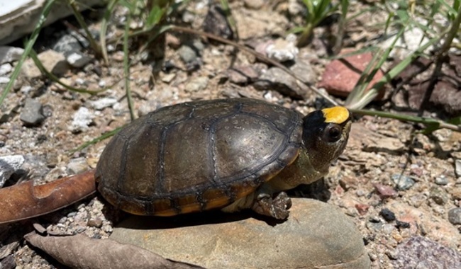 En Jalisco, roban tortugas en peligro de extinción en instalaciones de la UDG