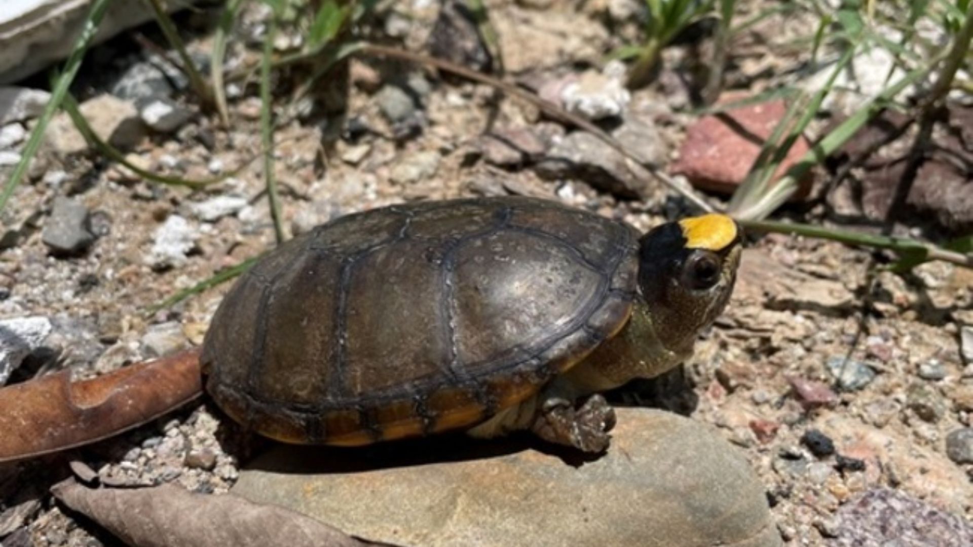 Profepa detiene a traficante de animales exóticos; traía 40 tortugas casquito
