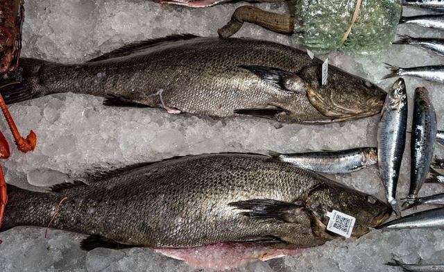 Registra China mil casos de tráfico del pez  Totoaba de México