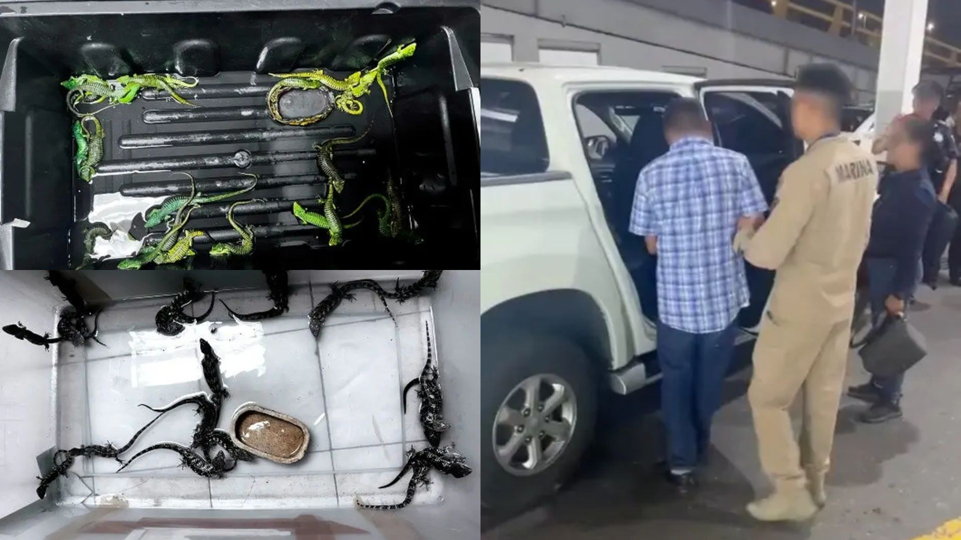 Detienen a hombre en el AICM que pretendía traficar 299 reptiles y arácnidos 