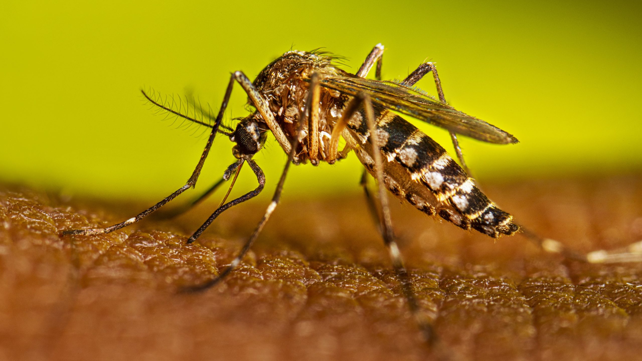 La Mixteca poblana acumula más casos de dengue