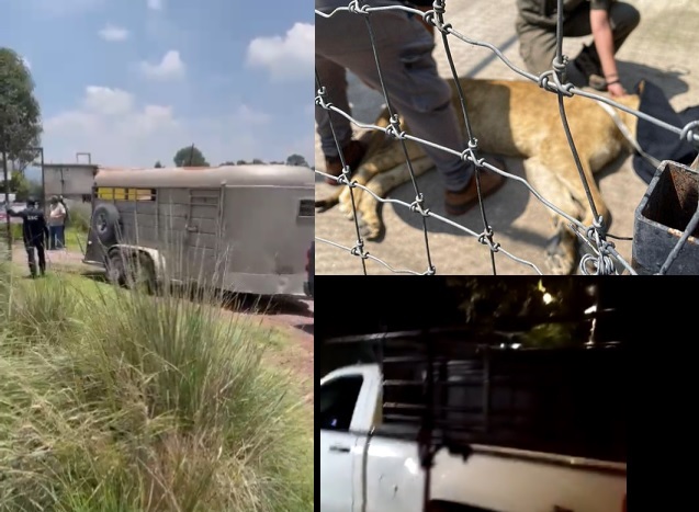 Llegan a Africam felinos rescatados de santuario Black Jaguar – White Tiger