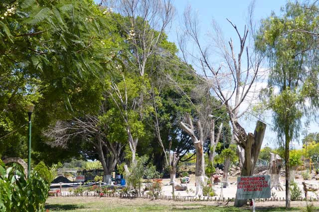 Detectan 72 árboles muertos y 169 enfermos en Tehuacán