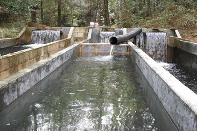 Produce Sierra Norte 2 mil toneladas de trucha arcoíris