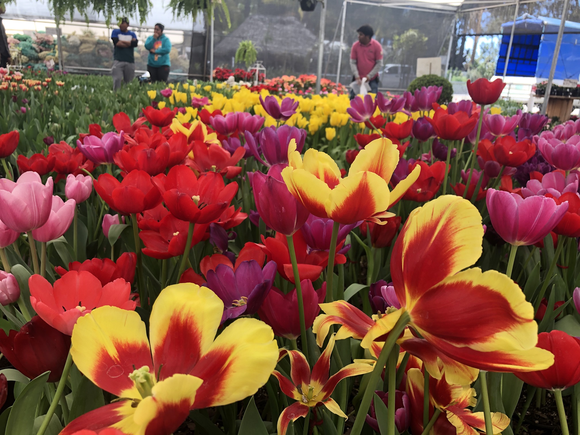 Listos 100 mil tulipanes de Atlixco para Dia del Amor y la Amistad