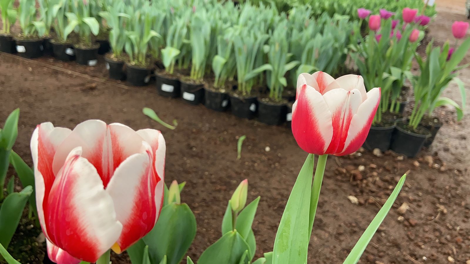 Listos los tulipanes en Atlixco para el 14 de febrero