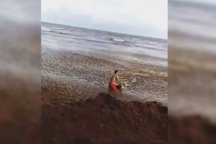 VIDEO Turista casi se ahoga en sargazo de Playa del Carmen