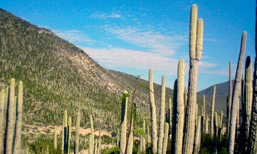 Los paisajes semidesérticos de Tehuacán que no debes perderte