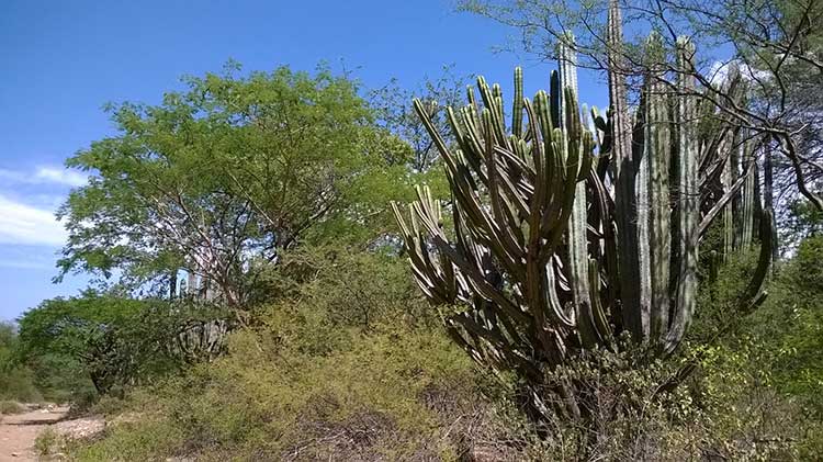 Plantea Unesco reconocer a la Biósfera de Tehuacán como Patrimonio Mixto