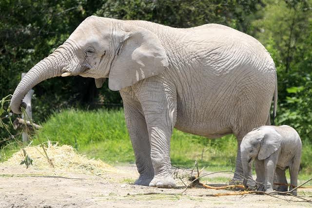 Nace elefante africano en instalaciones de Africam Safari