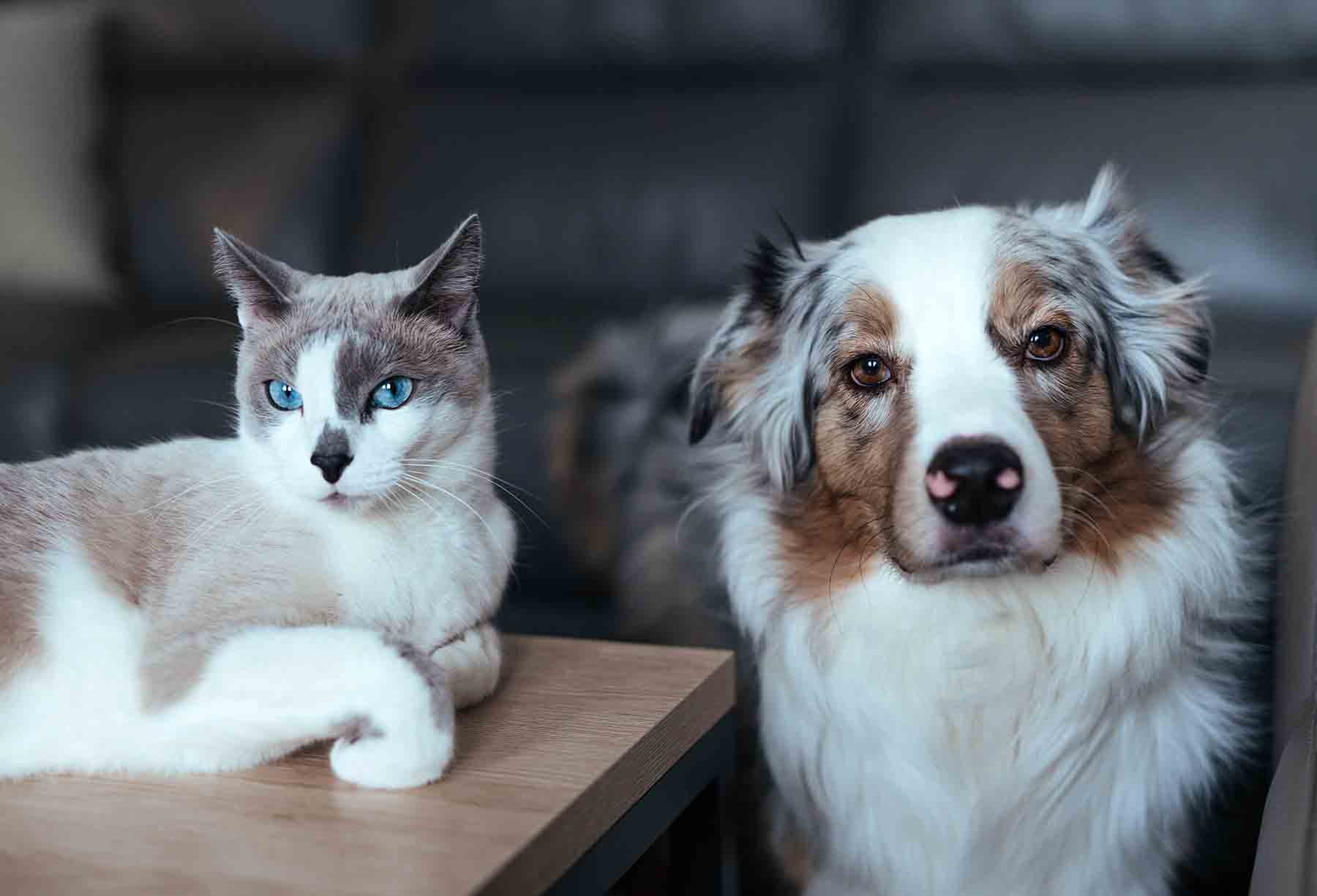 Así protege a tus mascotas del estrés por fuegos artificiales