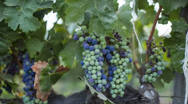 Día mundial del Syrah