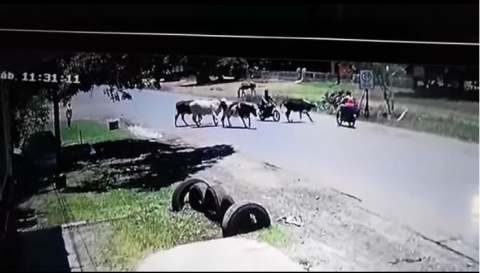 VIDEO Vaca karateca ataca a motociclista