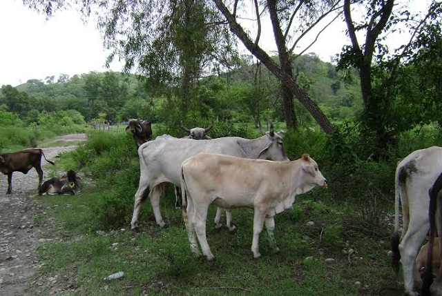 En medio de la noche roban cabezas de ganado en rancho de Huauchinango