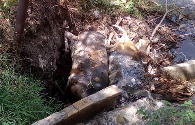 Descubren tiradero de vacas muertas en Chietla