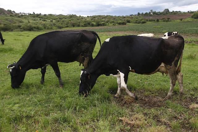 Robo de vacas genera gran movilización de vecinos de Izúcar  