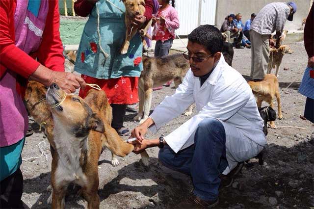 Aplicarán 4 mil vacunas antirrábicas a mascotas en Atlixco