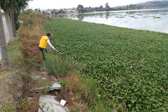 Lirio ya impide paso de lanchas en las zonas del Oasis y Africam
