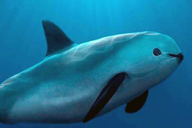 Podrían clonar a vaquita marina para evitar extinción