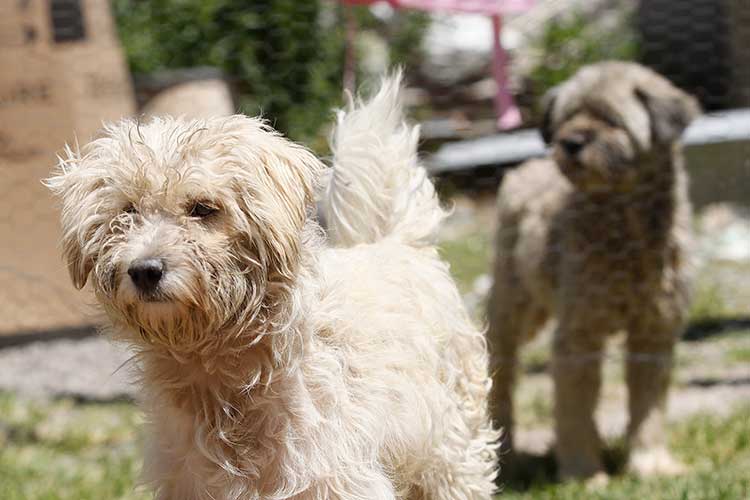 Piden a Congresos estatales legislar para veterinarias públicas