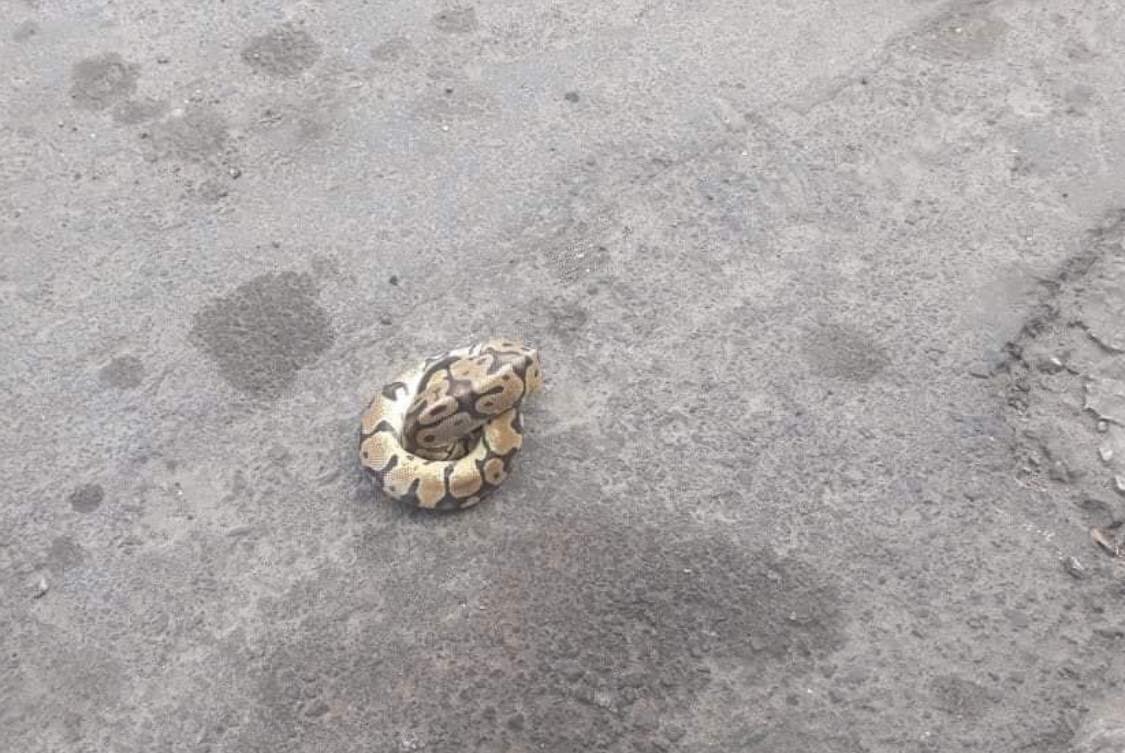 Hallan víbora en las calles de Puebla