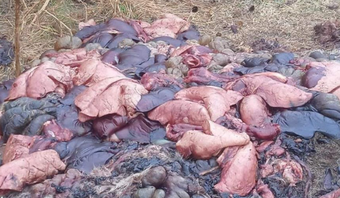 Al aire libre tiran vísceras en calles de Huejoztingo