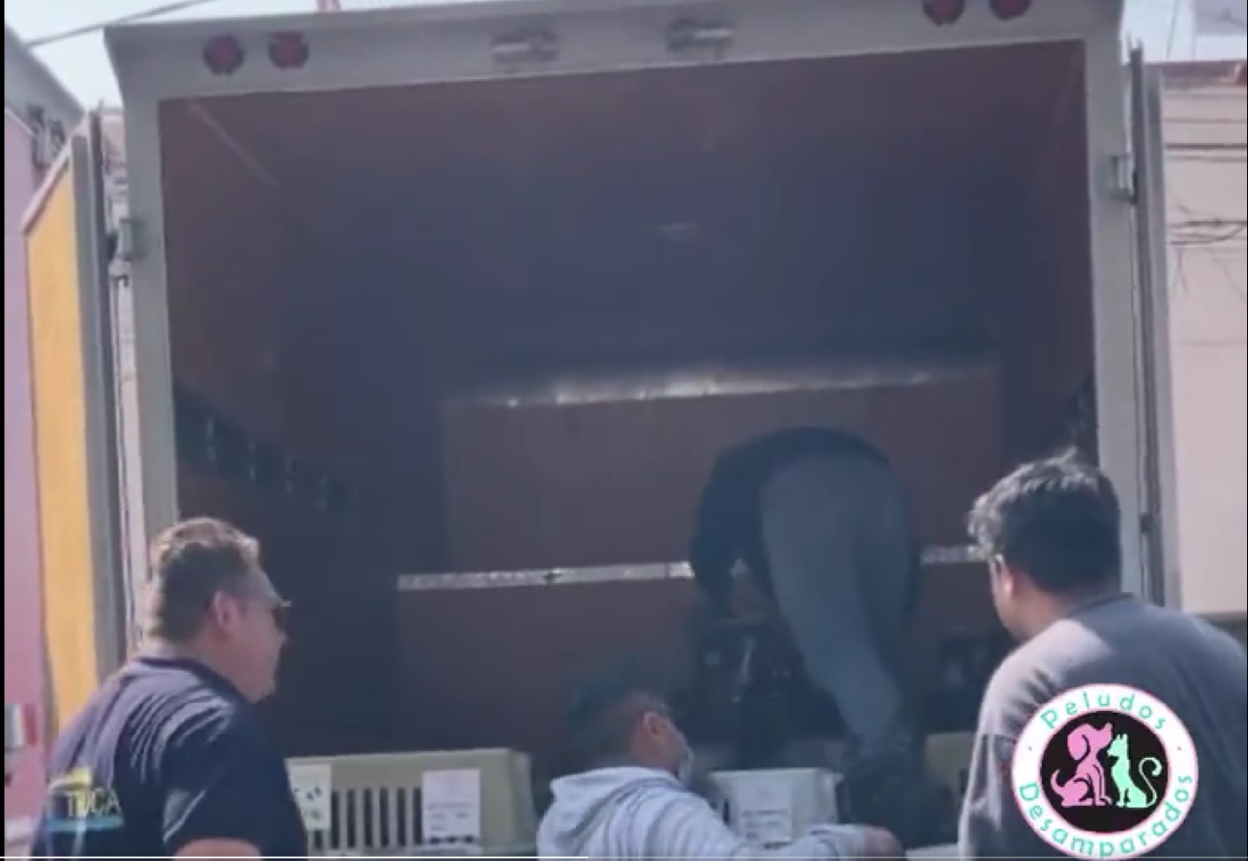 VIDEO Recuperan más de 200 perros robados en la CDMX