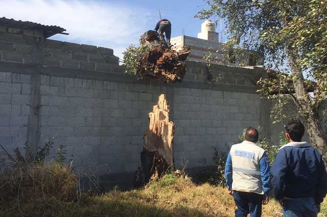 Ráfagas de viento tiran 5 árboles en San Martín Texmelucan