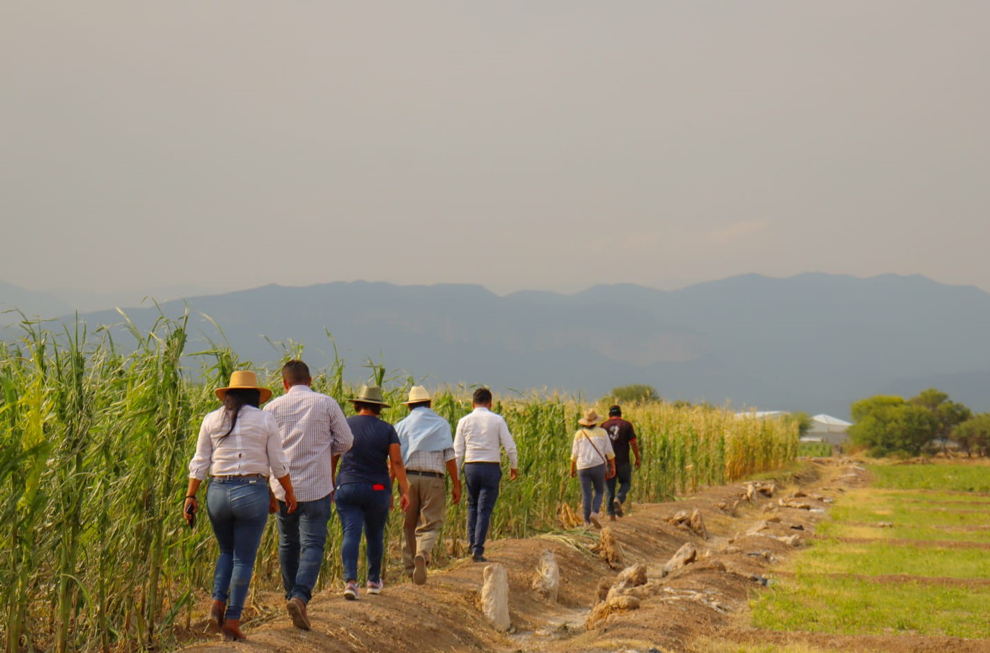 SDR inspeccionó campos de cultivo siniestrados por granizada en San Gabriel Chilac 