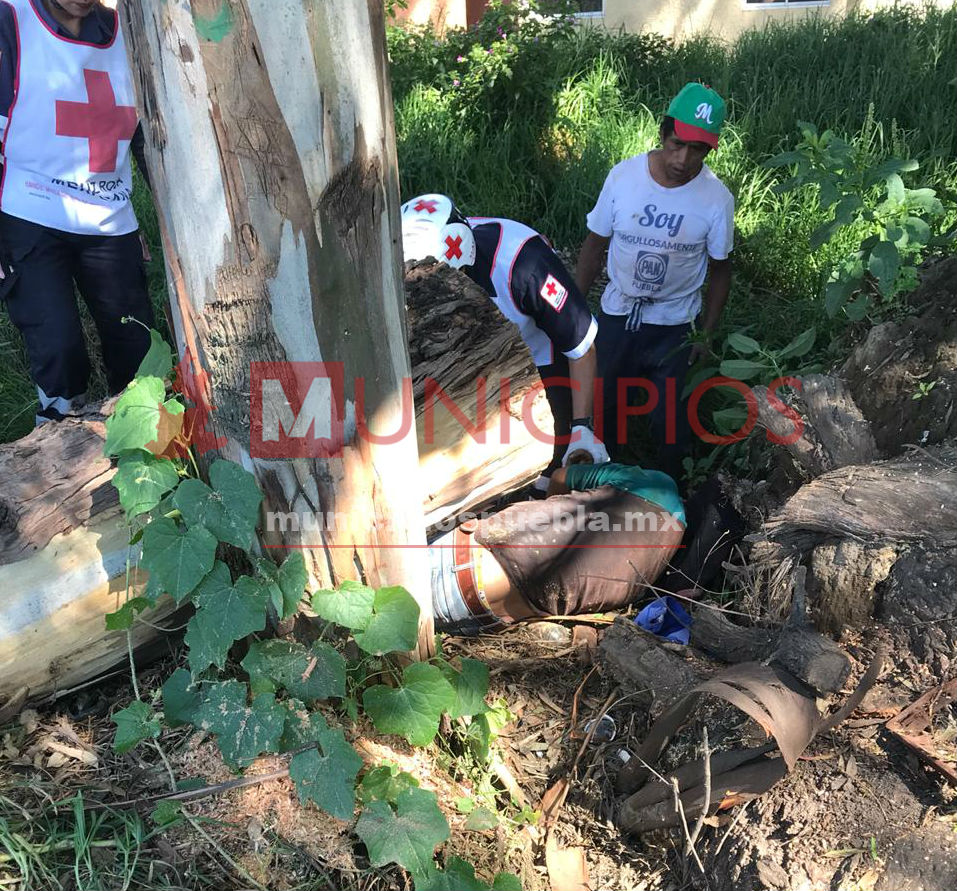 Cae árbol de 5 mts a septuagenario en Texmelucan