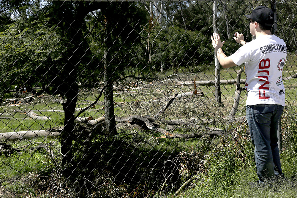 Fueron 85 árboles talados de forma ilegal en Cuautlancingo