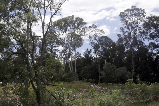Piden declarar área natural protegida los ex viveros de Santa Cruz Buenavista
