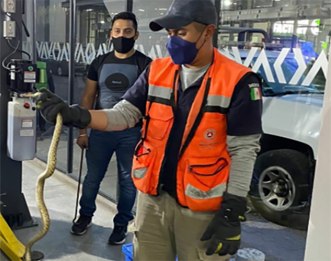 Víbora da un buen susto a empleados de establecimiento en Explanada Puebla