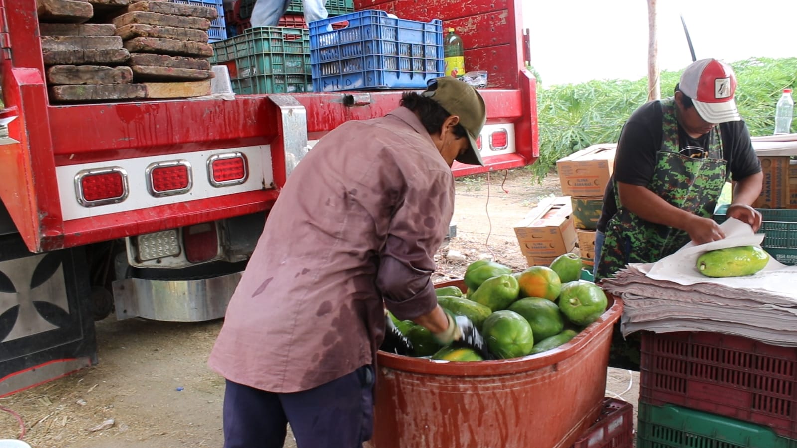 Tecnológico de Tecomatlán y el INAES impulsan la agricultura en la Mixteca
