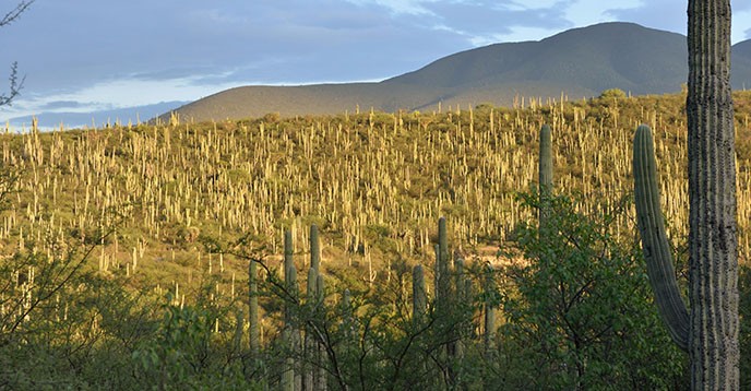 Biosfera de Tehuacán ya es Patrimonio de la Humanidad