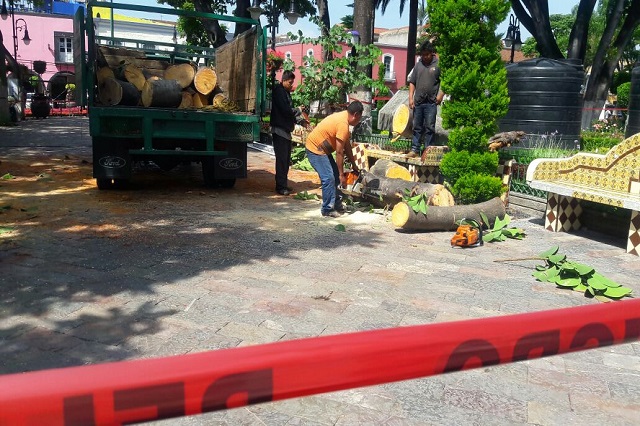 Cae árbol en el zócalo de Atlixco; no hubo personas heridas