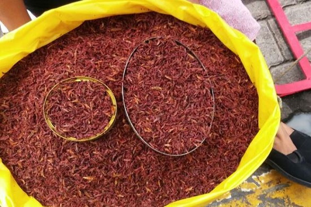 Chapulines, la comida exótica de la región de Atlixco