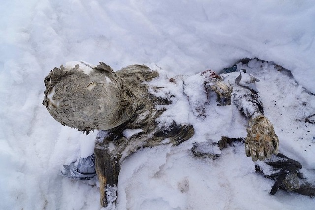 Alpinistas momificados fueron rescatados del Pico de Orizaba