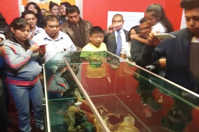 Momia rescatada en el Citlaltépetl es exhibida en museo de Ciudad Serdán