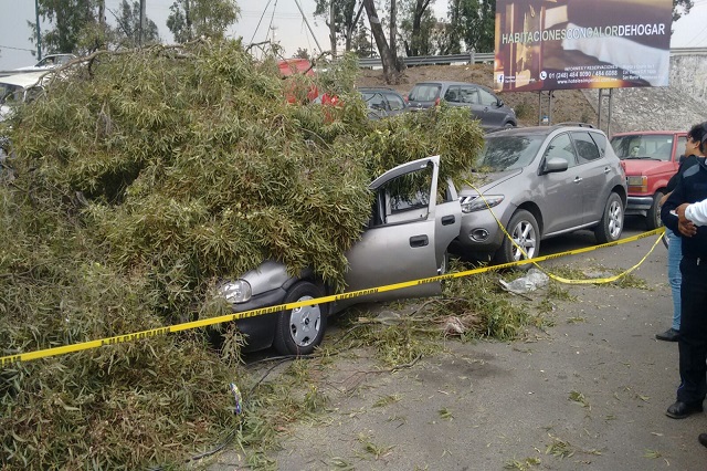 Viento derriba árbol sobre 3 vehículos en Texmelucan
