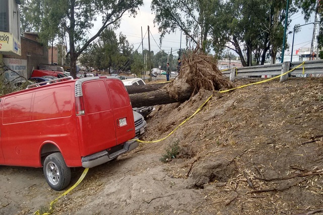 Viento derriba árbol sobre 3 vehículos en Texmelucan