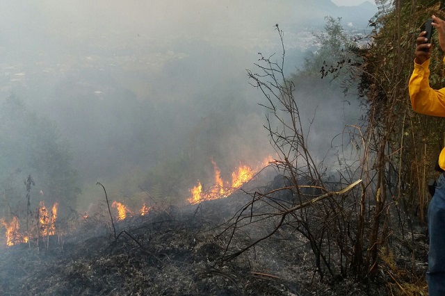 Incendios forestales dañan 40 hectáreas de bosque en Huauchinango