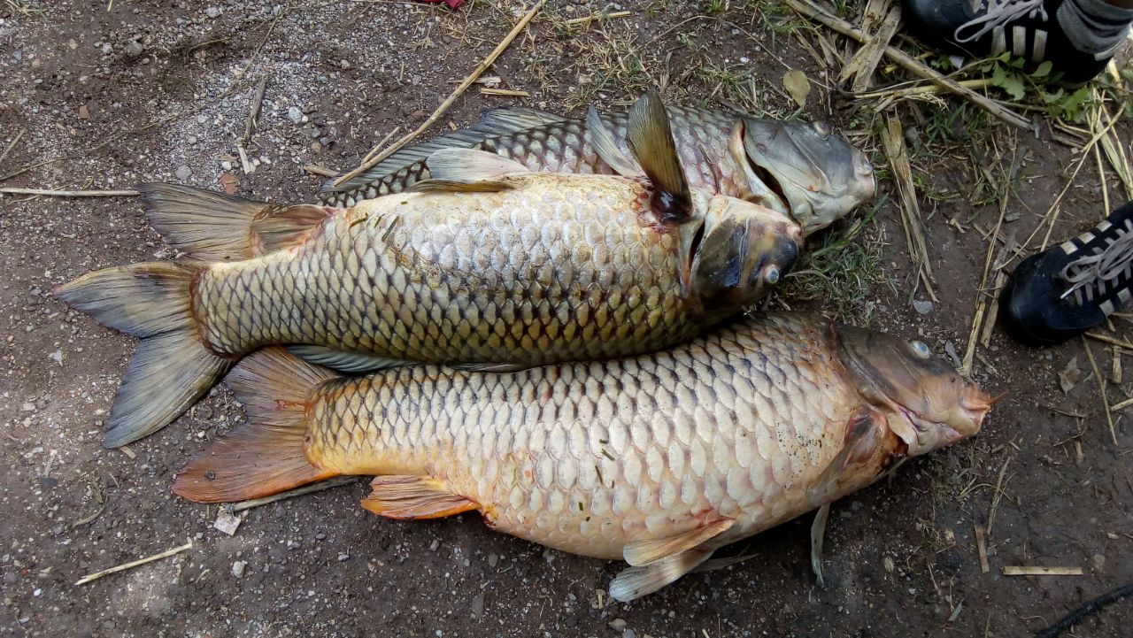Lluvias y Franklin causaron muerte de peces en Epatlán: pescadores 